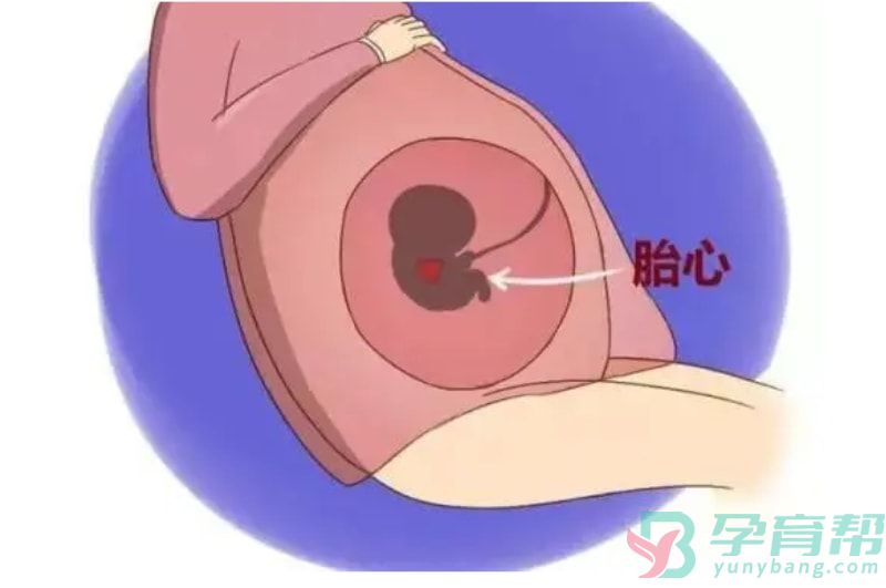 怀孕后多长时间会出现胎心胎芽