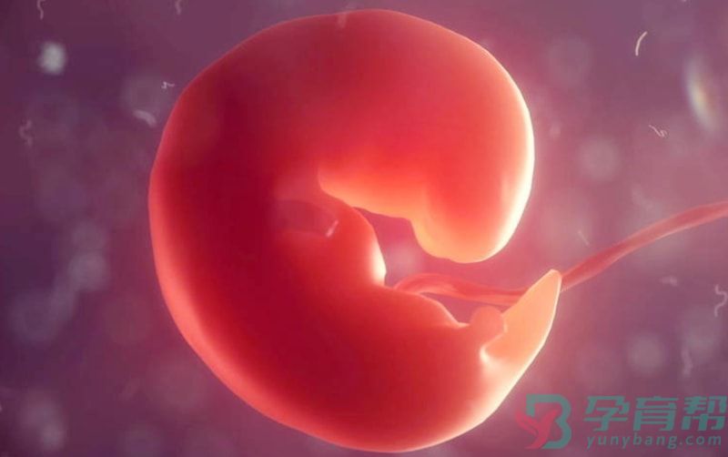 胎芽也是孕期中非常重要的指标之一