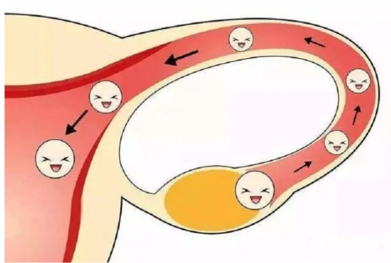 女人排卵一般排几天(图1)