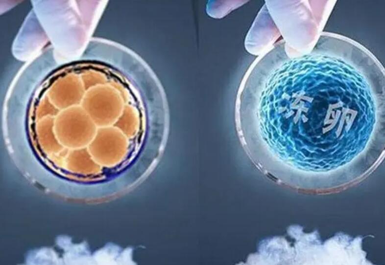 2024有巧囊移植冻胚成功率多少正常？(图1)