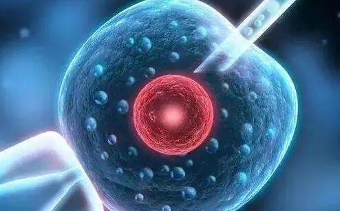 宫外孕试管移植哪种胚胎成功率高？