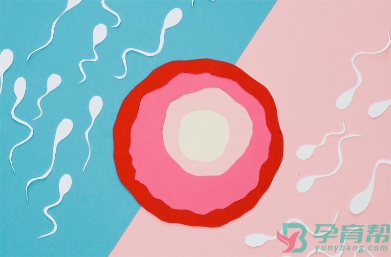 什么是胚胎移植