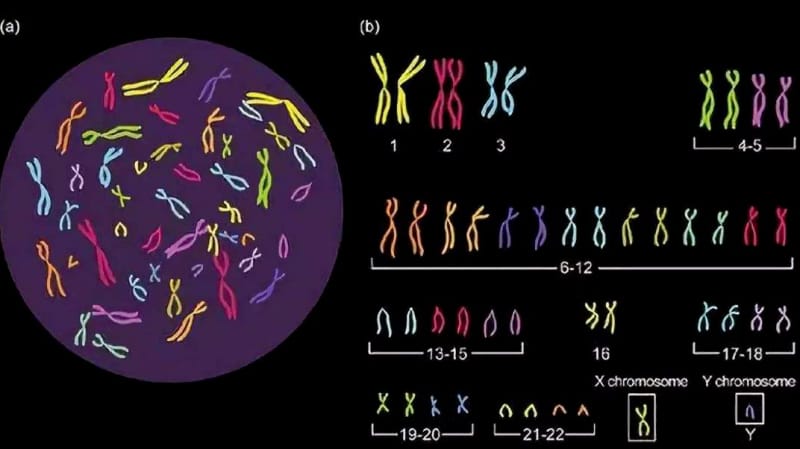 y染色体微缺失导致少精可以做试管婴儿吗(图1)
