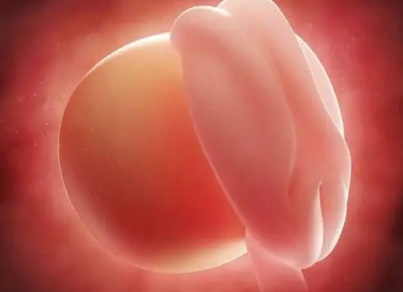 怀孕第一周胎儿发育情况，孕妈身体变化(图1)