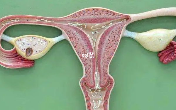 子宫内膜偏厚时移植囊胚有哪些利弊？