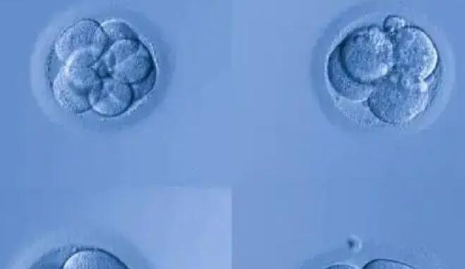 有巧囊试管移植鲜胚还是囊胚好多少钱？